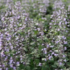 Calamintha nepeta 'Blue Cloud'