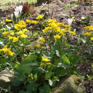Caltha palustris
