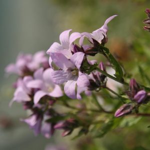 Campanula lactiflora 'Loddon Anne'