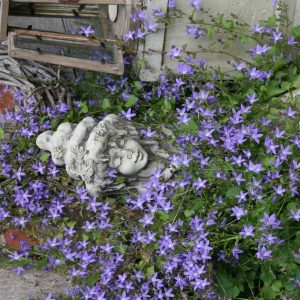 Campanula poscharskyana 'Stella'