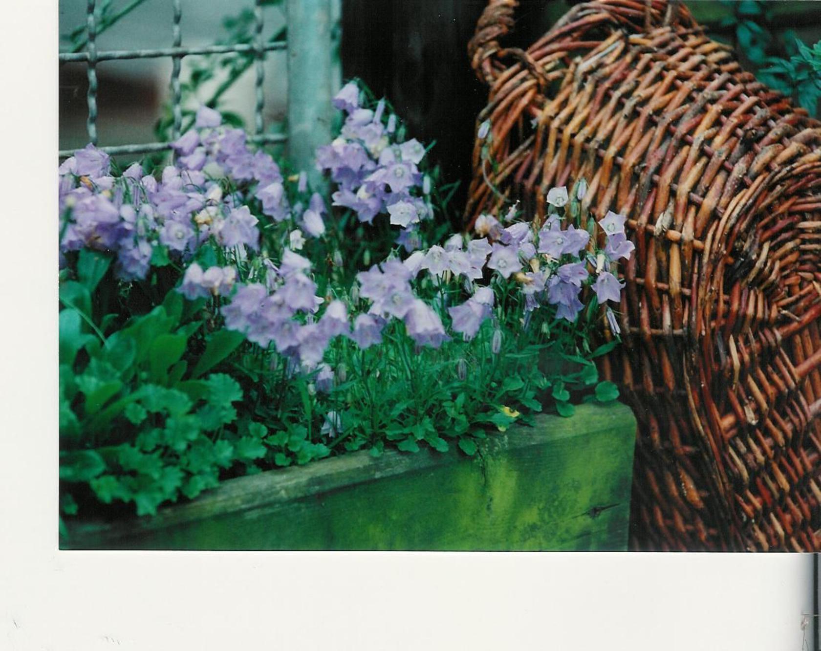 Campanula cochleariif.'Bavaria Blue', gen.