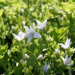 Campanula poscharskyana 'E.H.Frost'