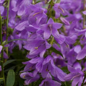 Campanula liliifolia 'Gaudi Violet'(S)
