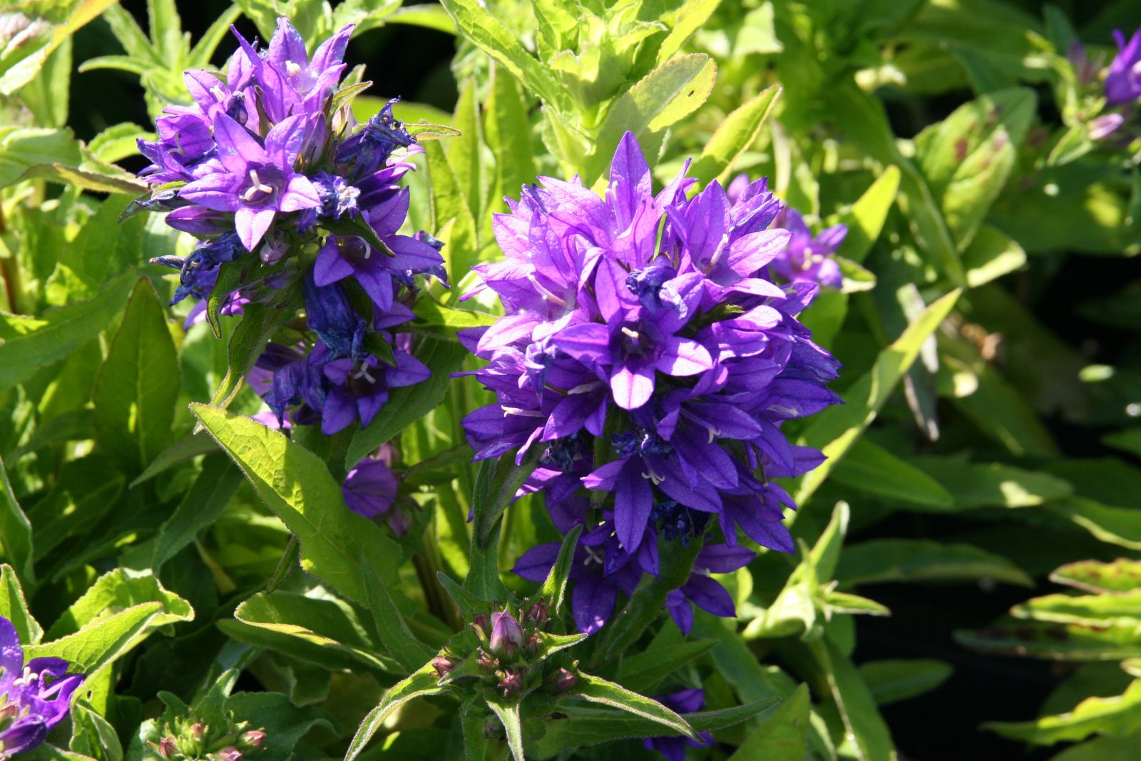 Campanula glomerata 'Acaulis'