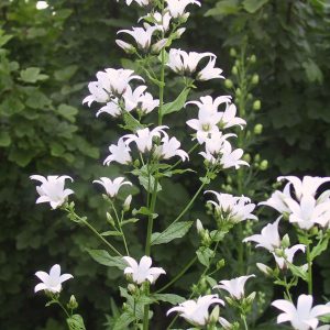 Campanula lactiflora 'Alba'