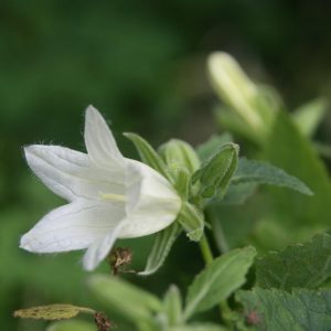 Campanula ochrocarpus `Mevrouw van Vollenhoven`