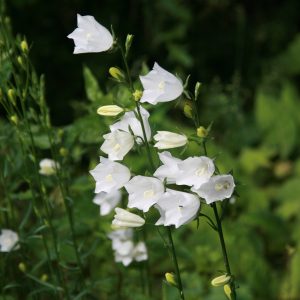 Campanula persicif.'Grandiflora Alba'