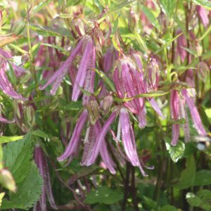 Campanula punctata 'Pink Octopus'  -R-