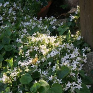 Campanula poscharskyana 'Weißranke''