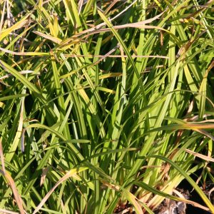 Carex foliosissima 'Irish Green'