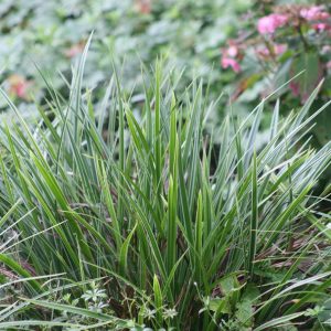 Carex morrowii 'Variegata'