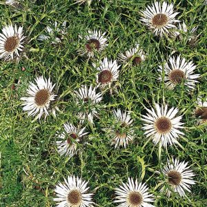 Carlina acaulis ssp.simplex