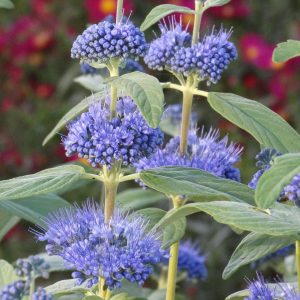 Caryopteris clandonensis 'Dark Knight'