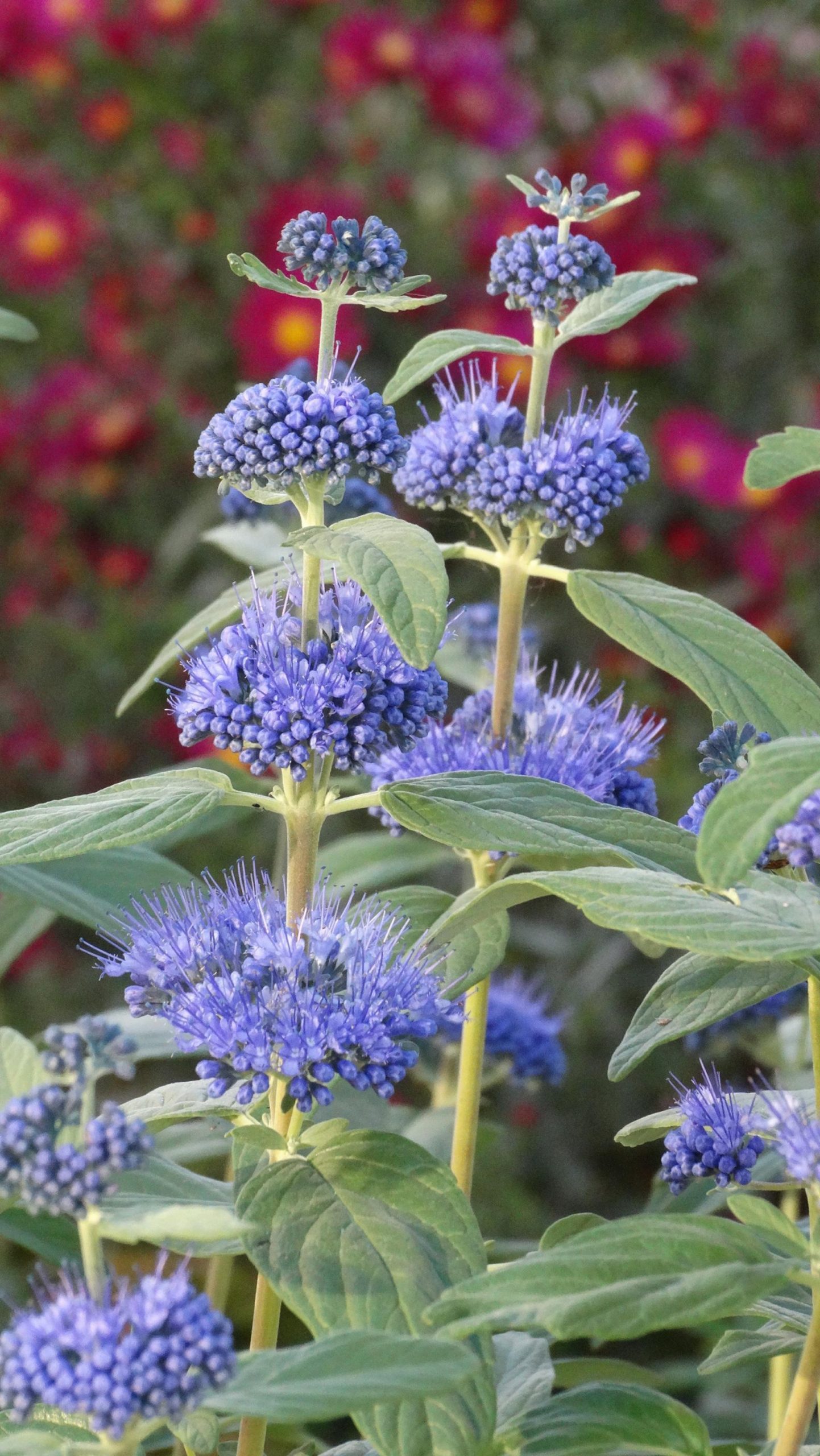 Caryopteris clandonensis 'Dark Knight'