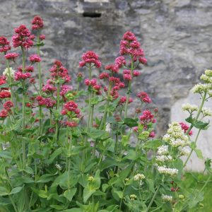 Centranthus ruber 'Coccineus'