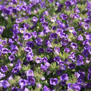 Chaenorrhinum origanifolium 'Blue Dream'