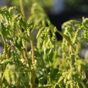 Chiastophyllum oppositifolium