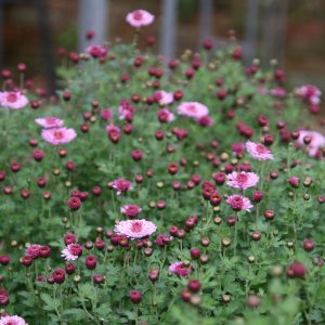 Chrysanthemum x hort. 'Anastasia'