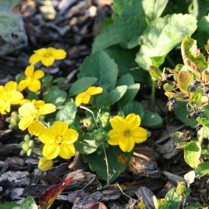 Chrysogonum virginianum 'Andre Viette'