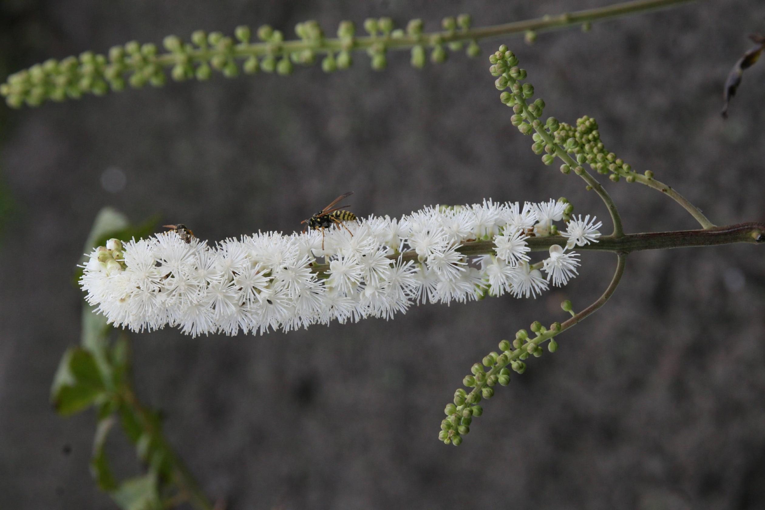 Actaea simplex (ramosa)