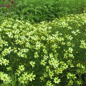 Coreopsis verticillata 'Moonbeam'