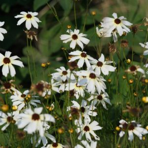 Coreopsis pubescens 'Fools Gold'