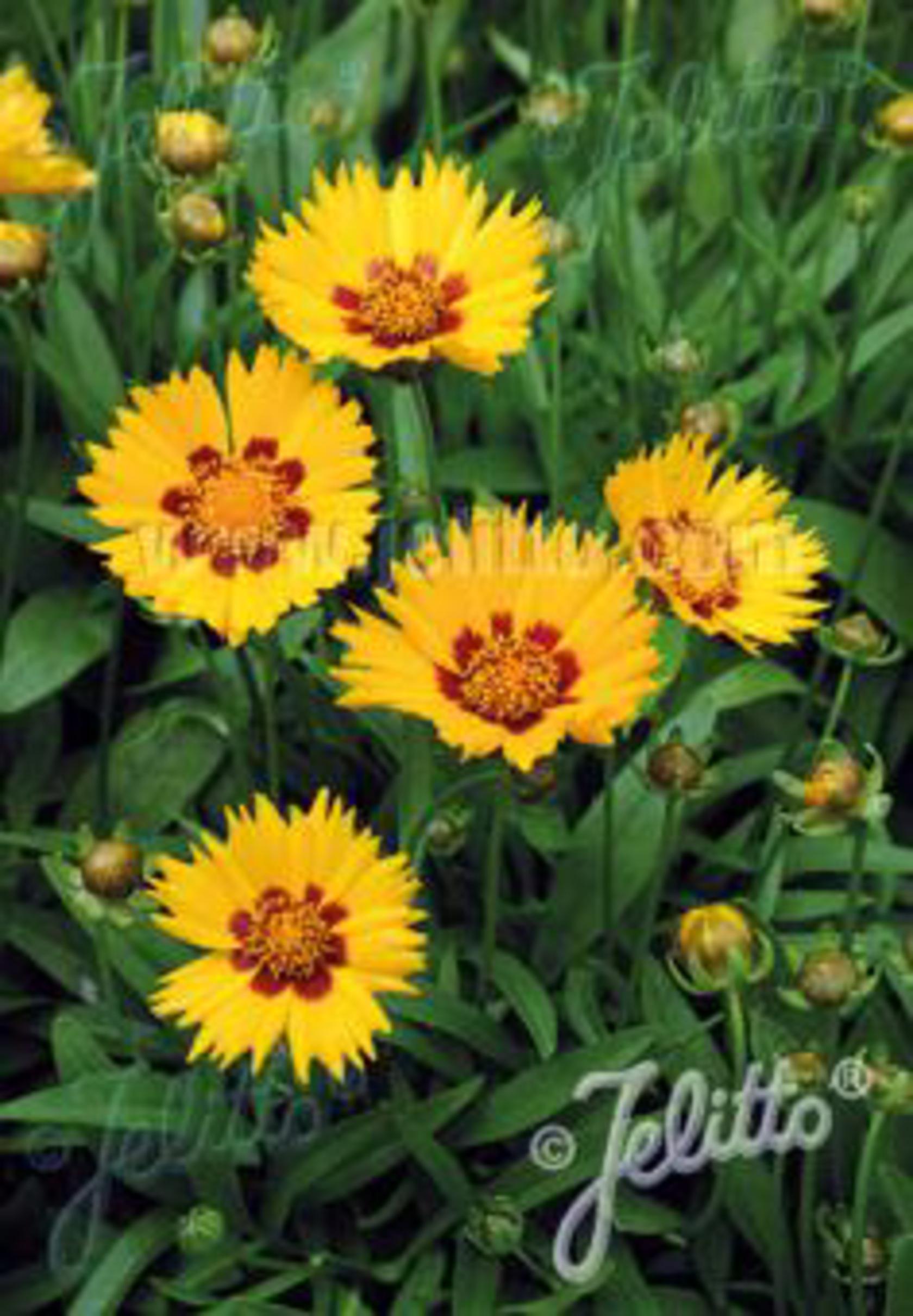 Coreopsis pubescens 'Sunshine Superman'