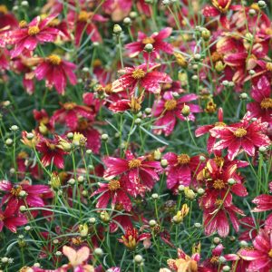 Coreopsis verticillata 'Route 66' -S-