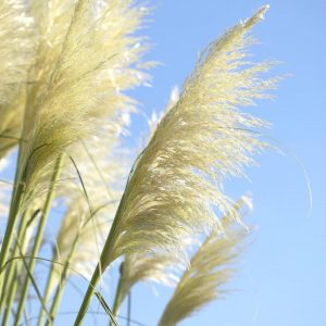 Cortaderia selloana 'Sunningd.Silver'