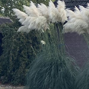 Cortaderia selloana veg