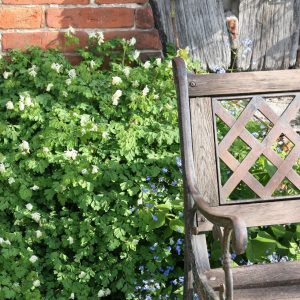 Corydalis ochroleuca