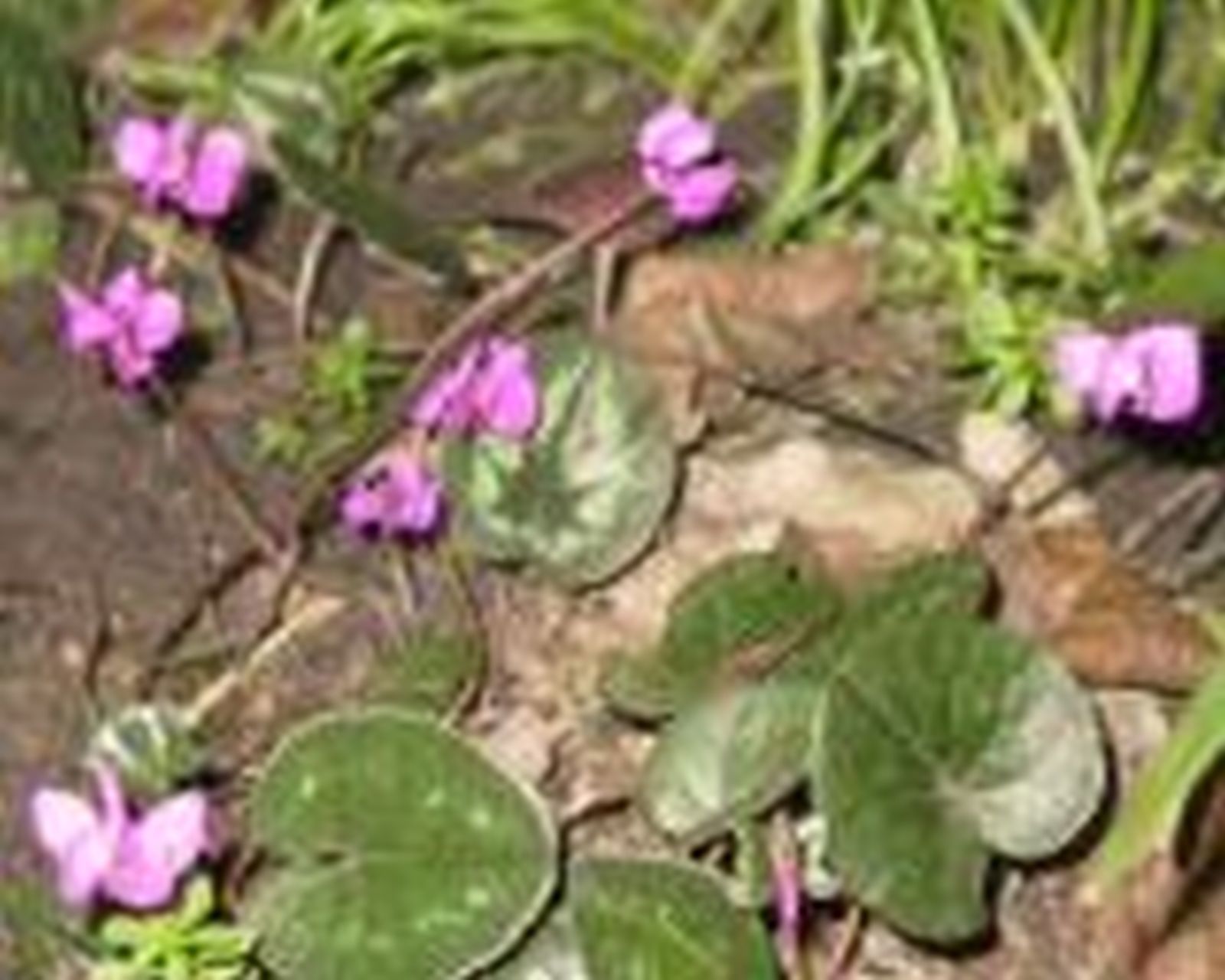 Cyclamen coum