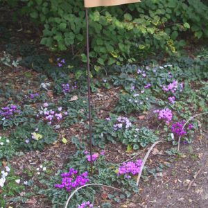 Cyclamen hederifolium (rosa)