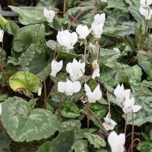 Cyclamen hederifolium 'Album'