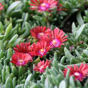 Delosperma x cult. 'Sundella Red (S)