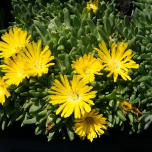 Delosperma congestum