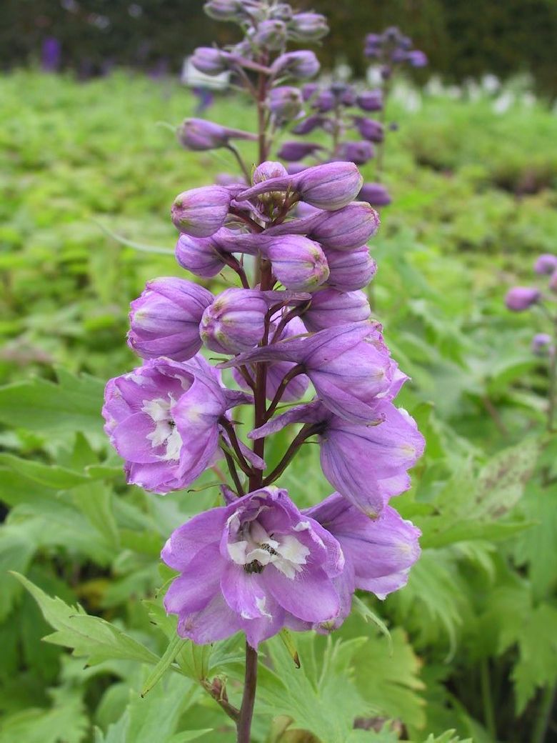Delphinium Pacific-Hybriden 'Astolat'