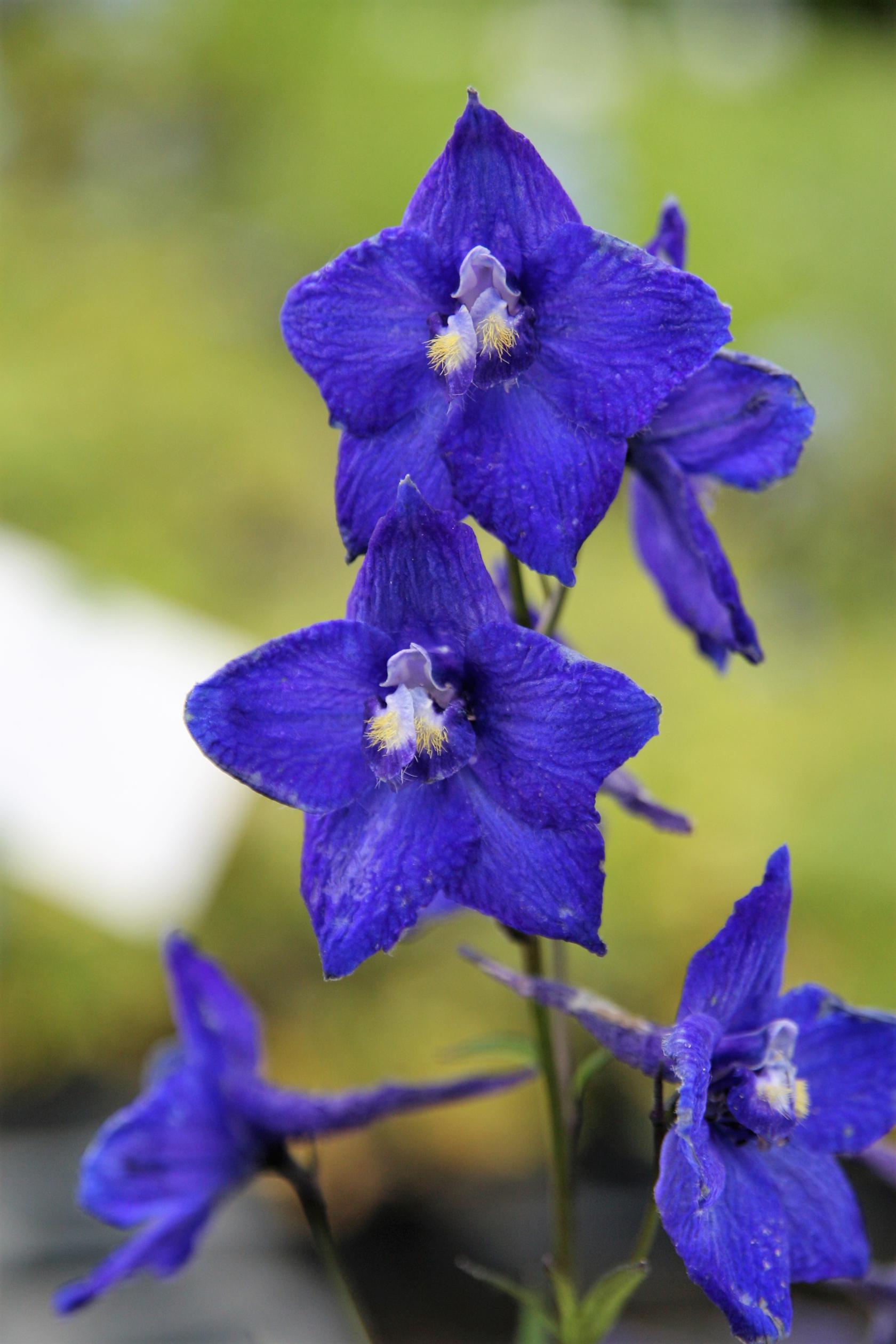 Delphinium x belladonna 'Atlantis'