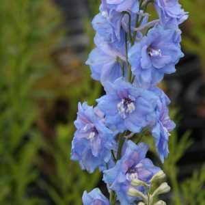 Delphinium New Millenium 'Blue Lace'