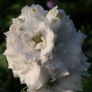 Delphinium New Millenium 'Double Innocence'
