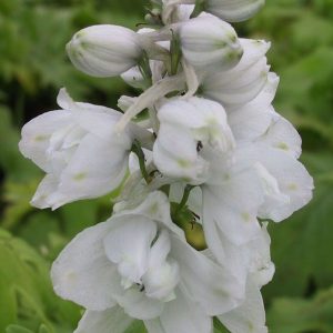 Delphinium Pacific-Hybriden 'Galahad'