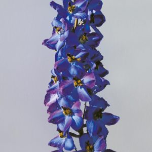 Delphinium x elatum 'Waldenburg'