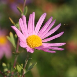 Dendranthema zawadskii 'Clara Curtis'