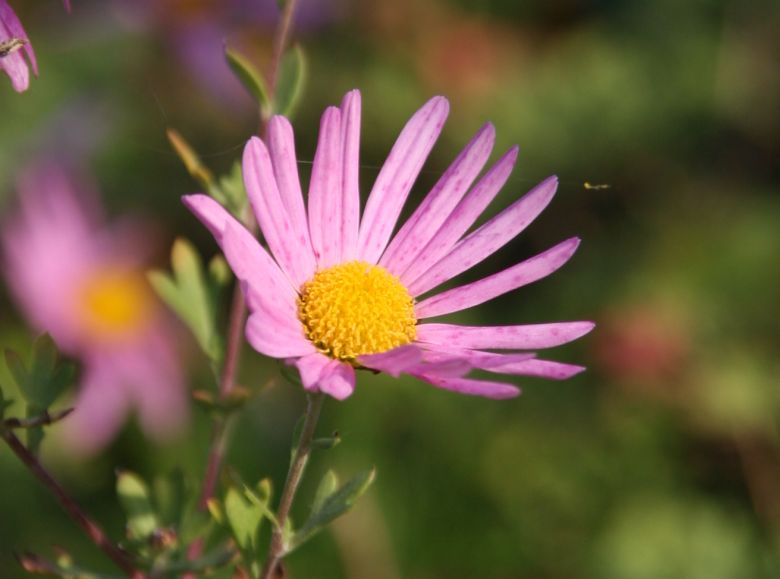 Dendranthema zawadskii 'Clara Curtis'