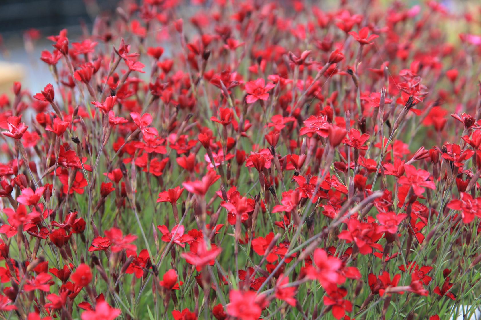Dianthus deltoides 'Leuchtfunk'