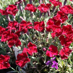 Dianthus gratianop. 'Rubin'