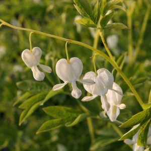 Dicentra spectabilis 'Alba'