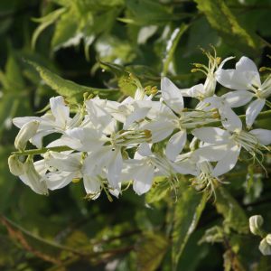 Dictamnus albus 'Albiflorus'