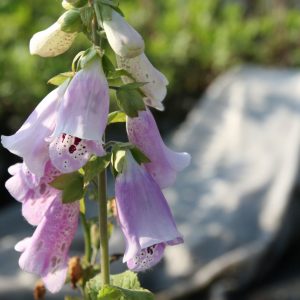 Digitalis purpurea 'Foxy'