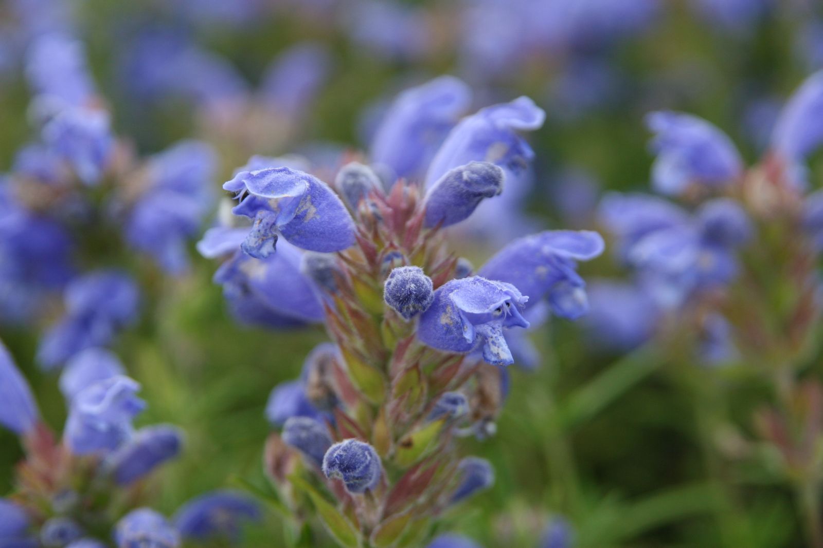 Dracocephalum argunense 'Blue Carpet'